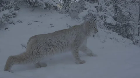 Lynx (Lynx lynx) Stock Footage 163538508