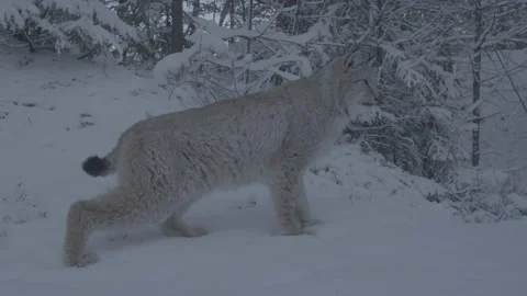 Lynx (Lynx lynx) Stock Footage 163538520