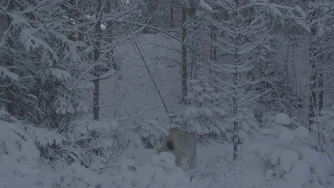 Lynx (Lynx lynx) Stock Footage 163538592