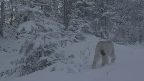 Lynx (Lynx lynx) Stock Footage 163538627