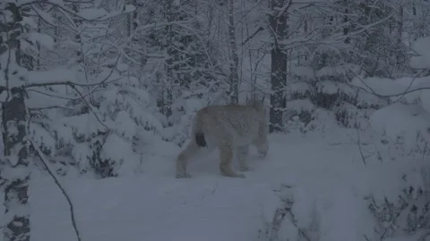 Lynx (Lynx lynx) Video stock 163538628