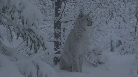 Lynx (Lynx lynx) Stock Footage 163538668