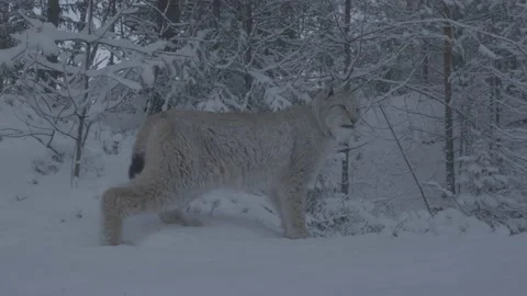 Lynx (Lynx lynx) Video stock 163538677