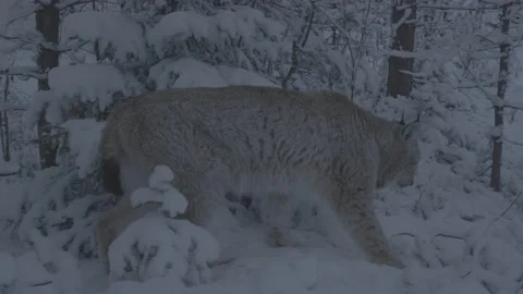 Lynx (Lynx lynx) Stock Footage 163538743