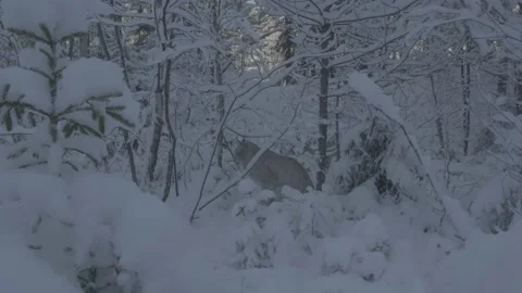 Lynx (Lynx lynx) Stock Footage 163538808