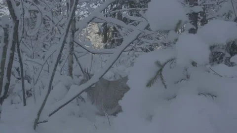 Lynx (Lynx lynx) Stock Footage 163538815