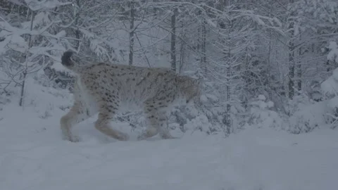 Lynx (Lynx lynx) Stock Footage 163538827