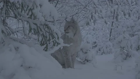 Lynx (Lynx lynx) Stock Footage 163538847
