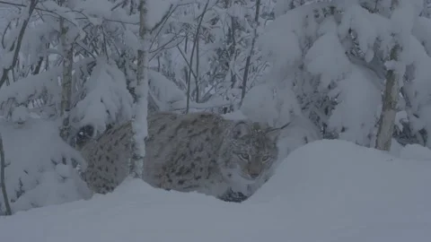 Lynx (Lynx lynx) Stock Footage 163538850
