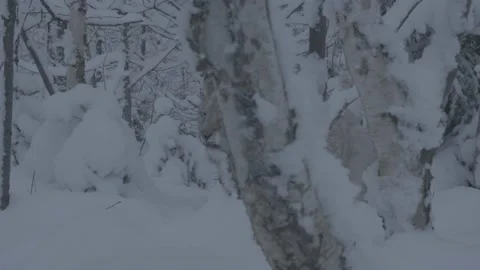 Lynx (Lynx lynx) Stock Footage 163538916