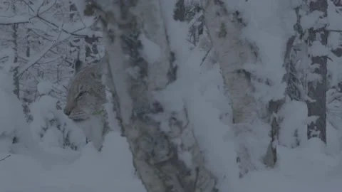 Lynx (Lynx lynx) Stock Footage 163538979