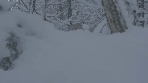 Lynx (Lynx lynx) Stock Footage 163538985