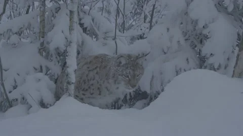 Lynx (Lynx lynx) Stock Footage 163539028