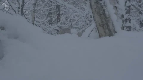 Lynx (Lynx lynx) Stock Footage 163539056