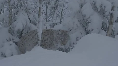 Lynx (Lynx lynx) Stock Footage 163539155