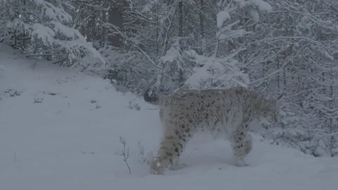 Lynx (Lynx lynx) Stock Footage 163539226