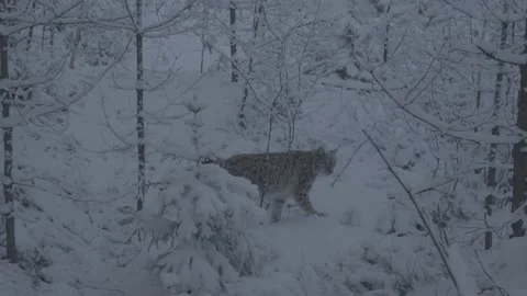 Lynx (Lynx lynx) Stock Footage 163539251