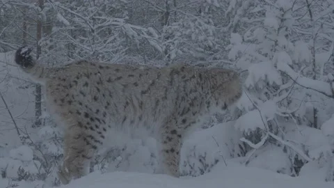 Lynx (Lynx lynx) Video stock 163539260