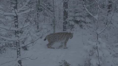 Lynx (Lynx lynx) Stock Footage 163539338