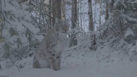 Lynx (Lynx lynx) Video stock 163539396