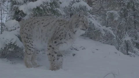 Lynx (Lynx lynx) Stock Footage 163539419
