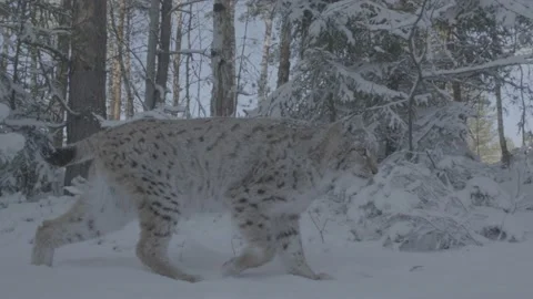 Lynx (Lynx lynx) Stock Footage 163539442