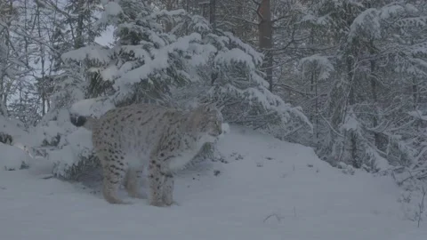 Lynx (Lynx lynx) Stock Footage 163539457