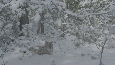 Lynx (Lynx lynx) Stock Footage 163539570