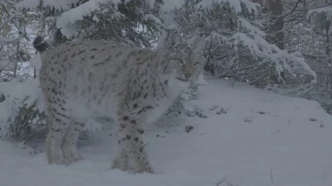 Lynx (Lynx lynx) Stock Footage 163539605