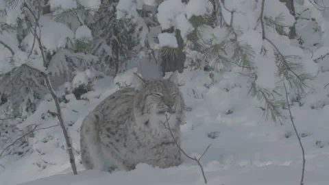Lynx (Lynx lynx) Stock Footage 163539774