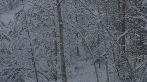 Lynx (Lynx lynx) Stock Footage 163539795
