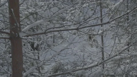 Lynx (Lynx lynx) Video stock 163539797