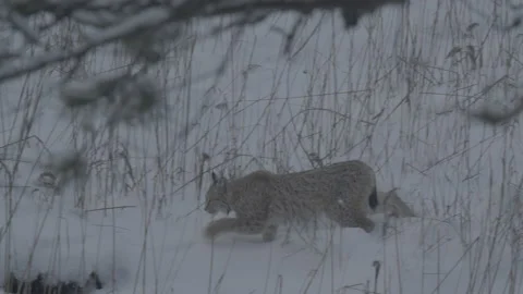 Lynx (Lynx lynx) Stock-Footage 163539848