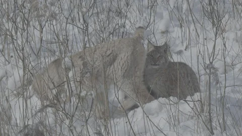 Lynx (Lynx lynx) 스톡 동영상 163539883