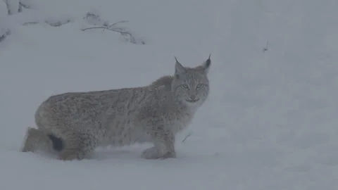 Lynx (Lynx lynx) Stock Footage 163540023