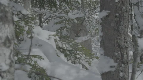 Lynx (Lynx lynx) Stock Footage 163540072
