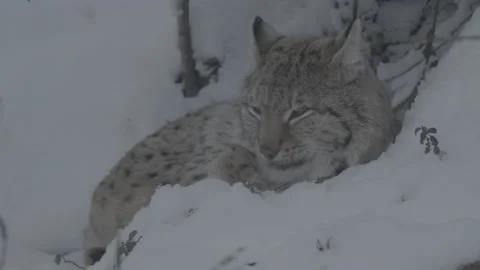 Lynx (Lynx lynx) Stock Footage 163540128