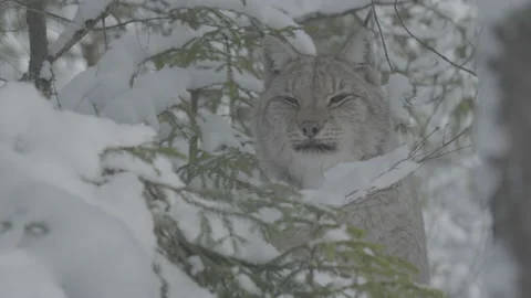 Lynx (Lynx lynx) Stock-Footage 163540189