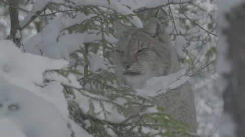 Lynx (Lynx lynx) Stock Footage 163540325