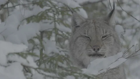 Lynx (Lynx lynx) Stock Footage 163540332