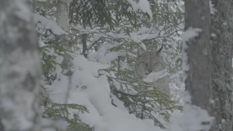 Lynx (Lynx lynx) 스톡 동영상 163540348