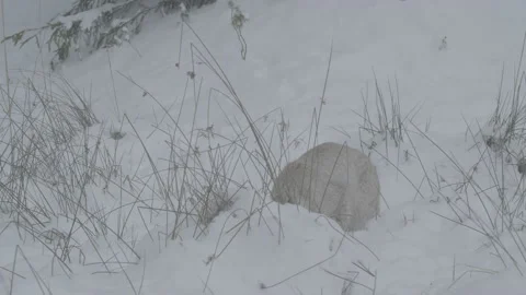 Lynx (Lynx lynx) Stock Footage 163540364