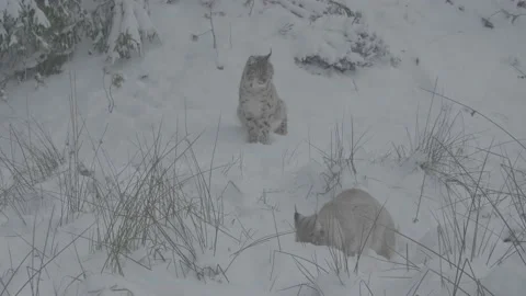 Lynx (Lynx lynx) Stock Footage 163540451