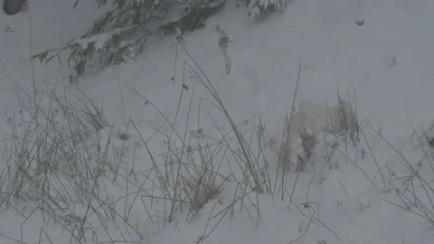Lynx (Lynx lynx) Stock Footage 163540509