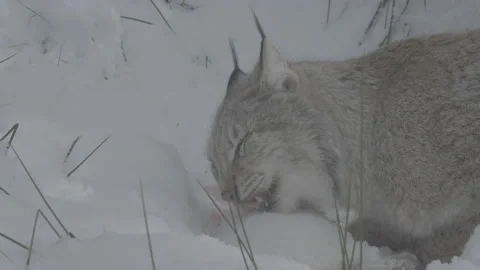 Lynx (Lynx lynx) Video stock 163540529