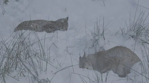 Lynx (Lynx lynx) Stock Footage 163540583