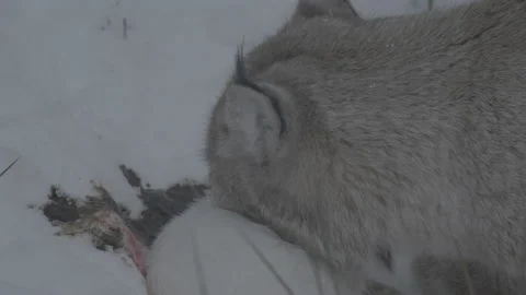 Lynx (Lynx lynx) Stock Footage 163540632