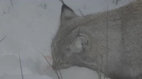 Lynx (Lynx lynx) Stock Footage 163540718
