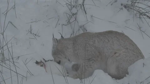 Lynx (Lynx lynx) Stock Footage 163540839