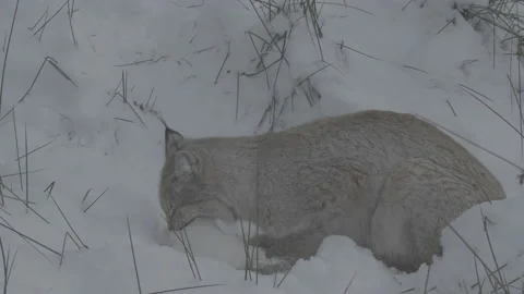 Lynx (Lynx lynx) Video stock 163540851